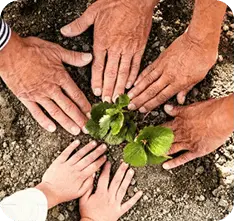 Hands planting a seed